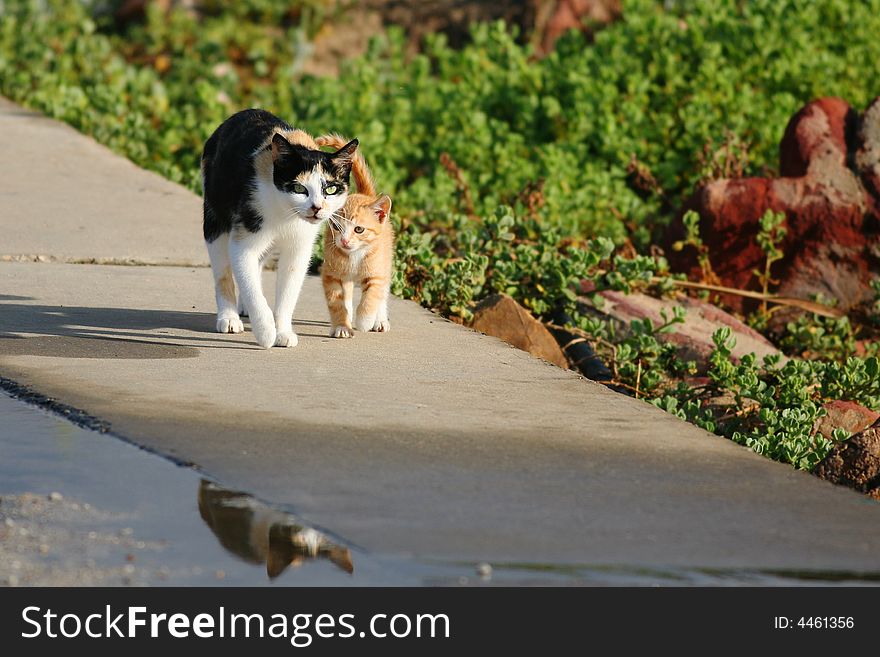 Cats taking an early morning walk. Cats taking an early morning walk