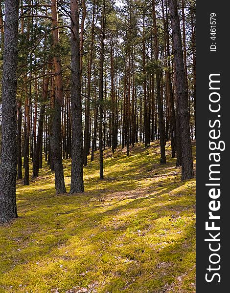Nature series: pine forest in the spring
