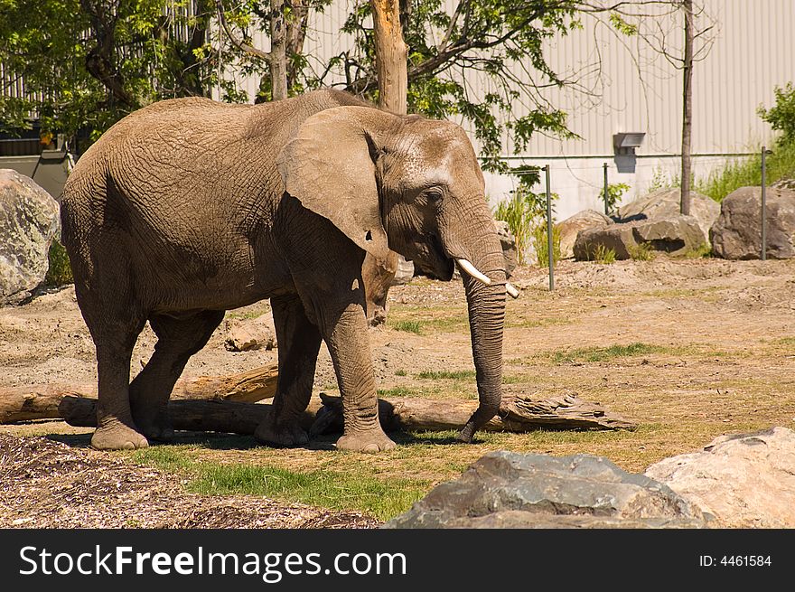 An elephant shot at granby zoo in Canada