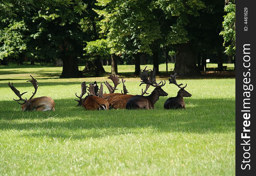 Beautiful fallow deer in park