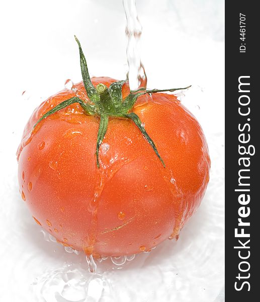 Tomato is being water washed on the white background. Tomato is being water washed on the white background