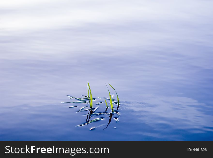 Grass blades emerging from a beautiful smooth water surface. Grass blades emerging from a beautiful smooth water surface