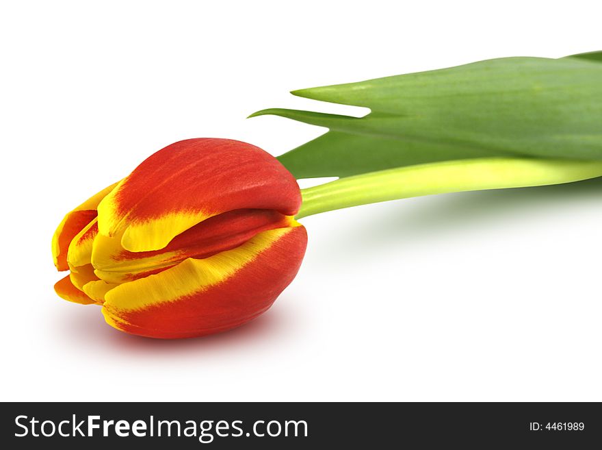 Beautiful, colorful tulip on white