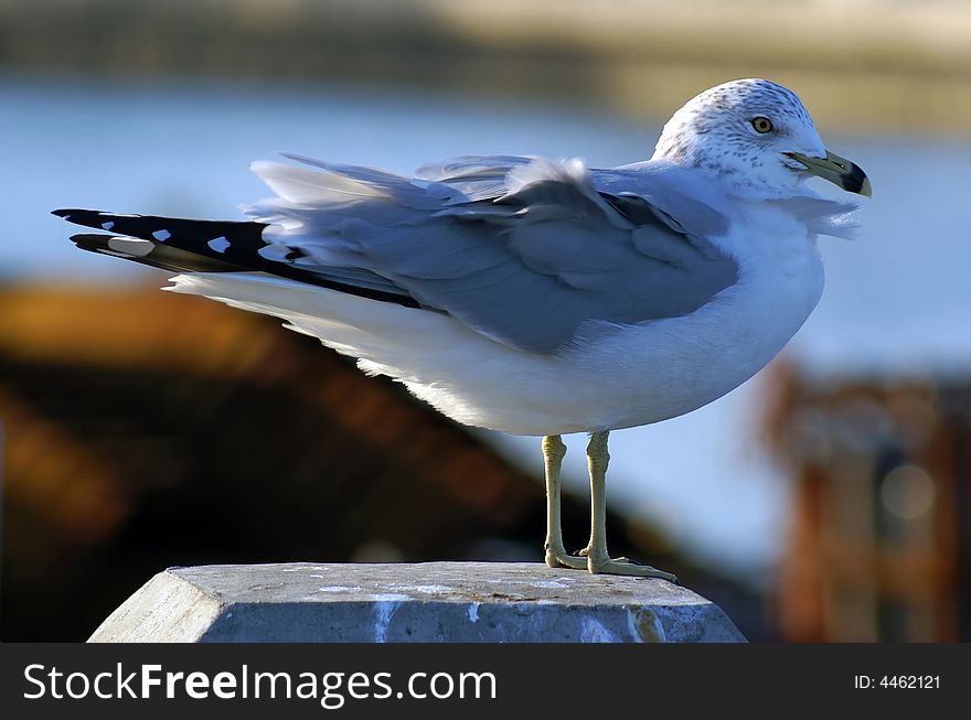 Seagull in the Sheepshead Bay, Brooklyn, NY