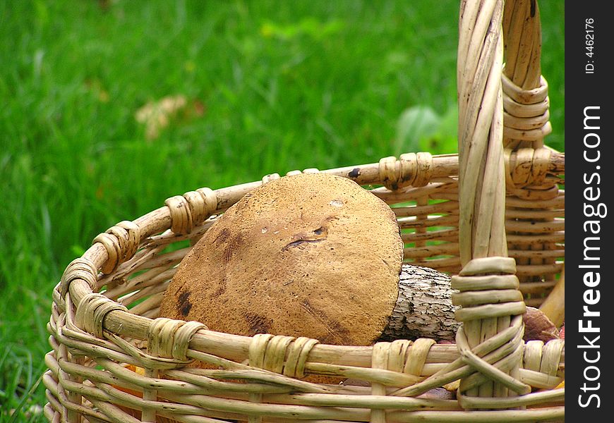 Brown cap boletus in basket in forest. Brown cap boletus in basket in forest