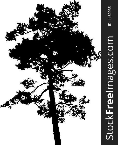 Isolated tree - 14. Silhouette
