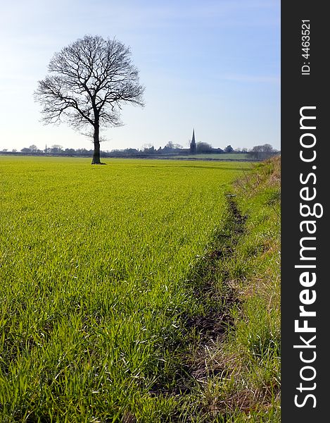 Single bare tree silhouetted against the sky stands in a green field in the distance a church spire on the horizon. Single bare tree silhouetted against the sky stands in a green field in the distance a church spire on the horizon