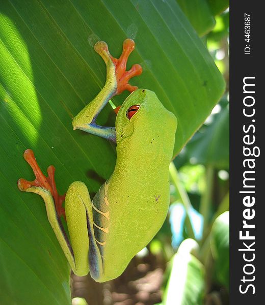 Red eyed tree frog hanging on a leaf. Red eyed tree frog hanging on a leaf