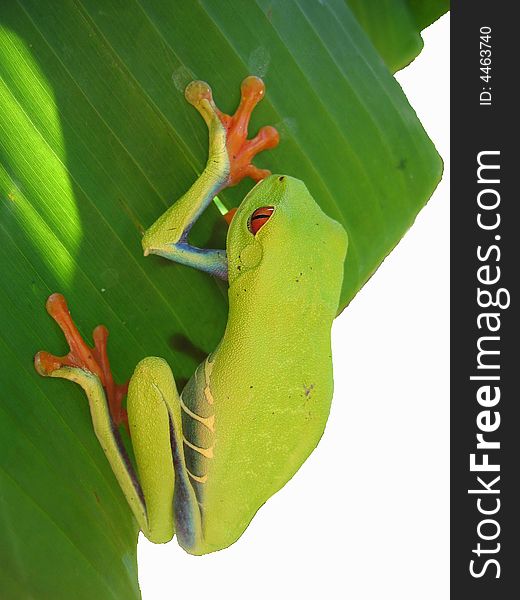 Red eyed tree frog hanging on a leaf on a white background. Red eyed tree frog hanging on a leaf on a white background