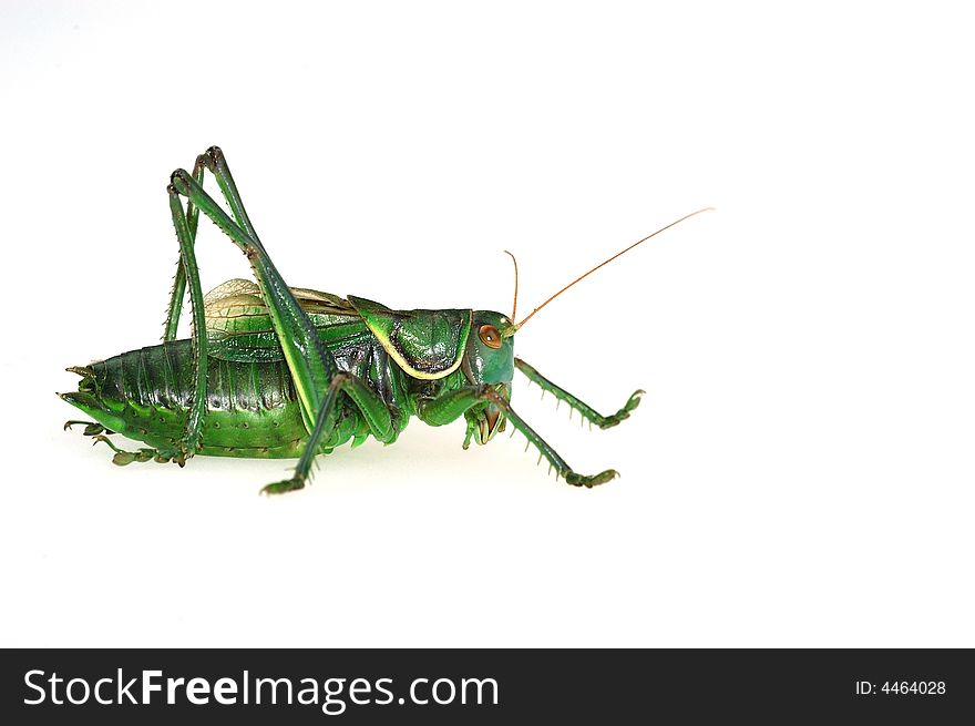 Katydid's profile in the white background. Katydid's profile in the white background