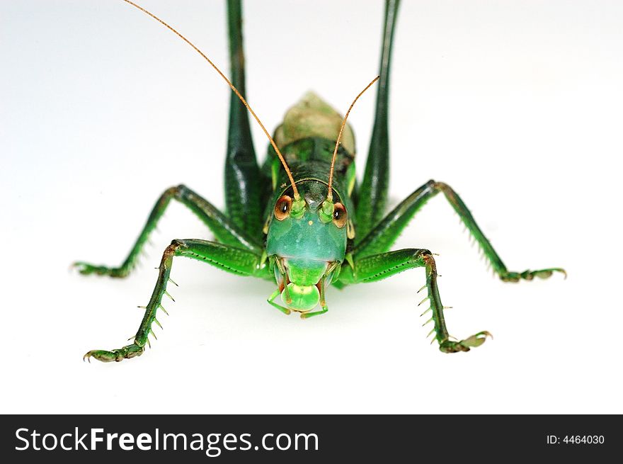 Obverse shoot the katydid in the white background. Obverse shoot the katydid in the white background