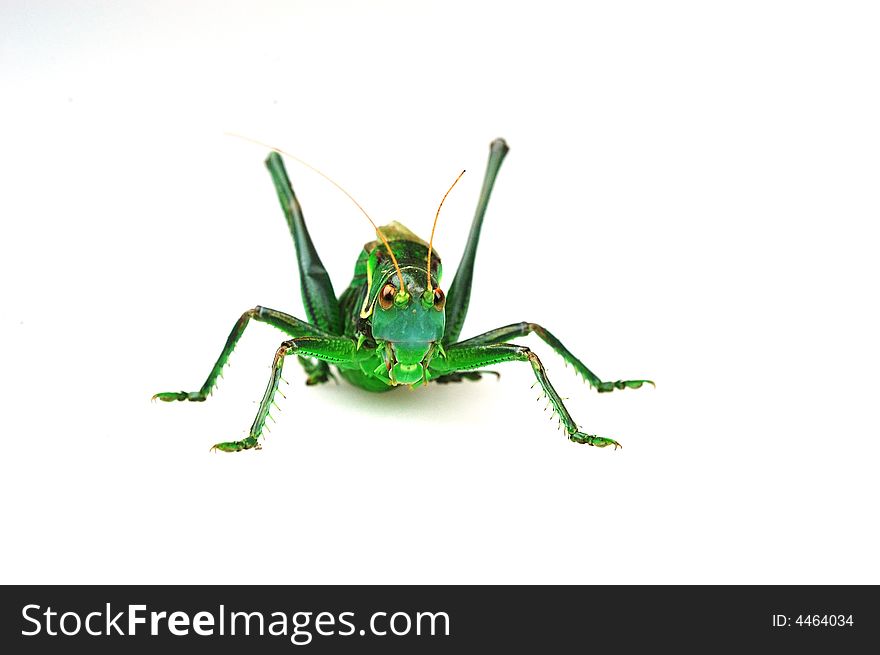 Obverse shoot the katydid in the white background. Obverse shoot the katydid in the white background