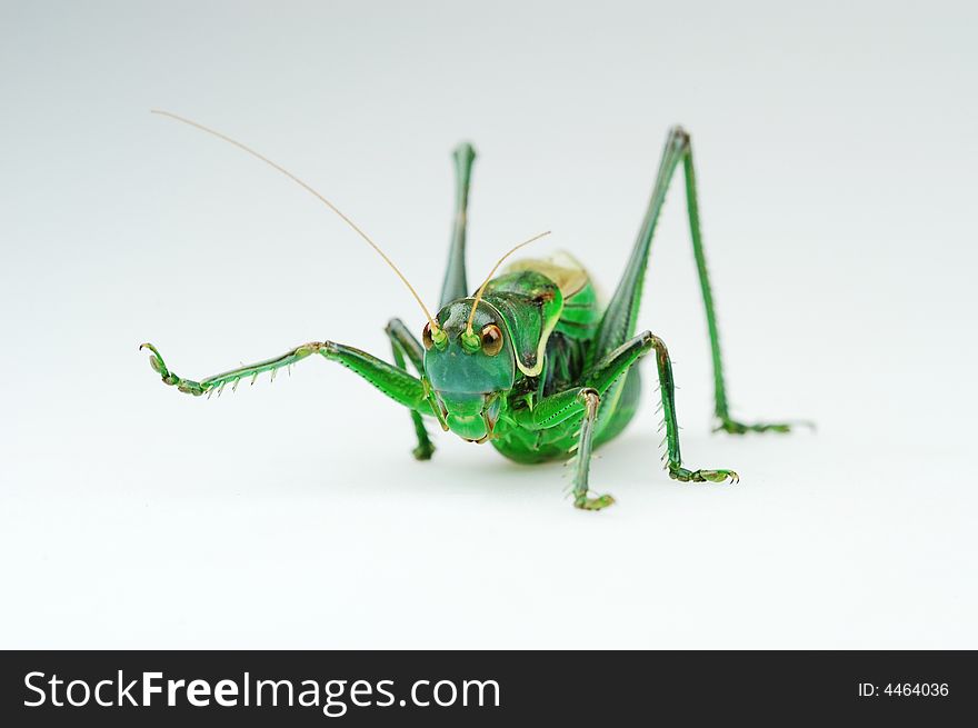 Protend leg katydid