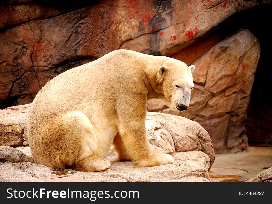 A Polar Bear sitting on rock