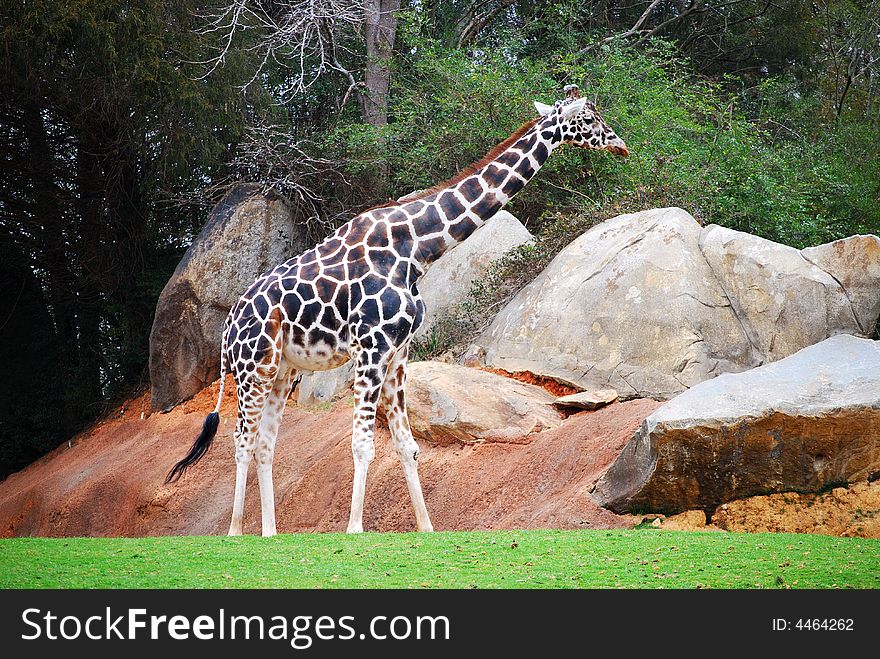 A single Giraffe walking in front rocks.