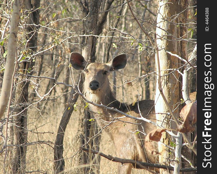 Photograph of doe clicked in the Panna National park, madhya pradesh (India). species- sambar. Photograph of doe clicked in the Panna National park, madhya pradesh (India). species- sambar