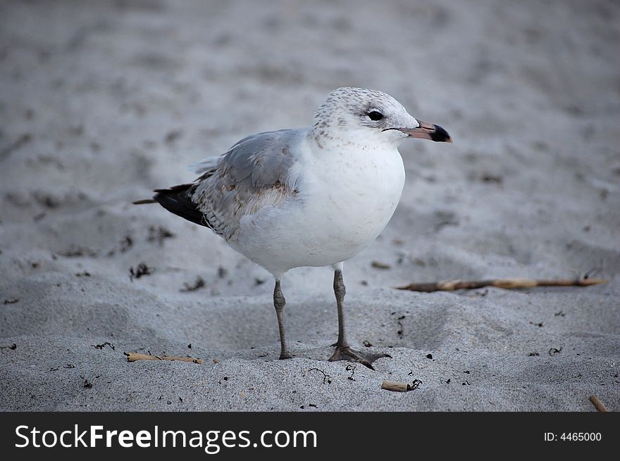 Seagull looking for food on the beach.