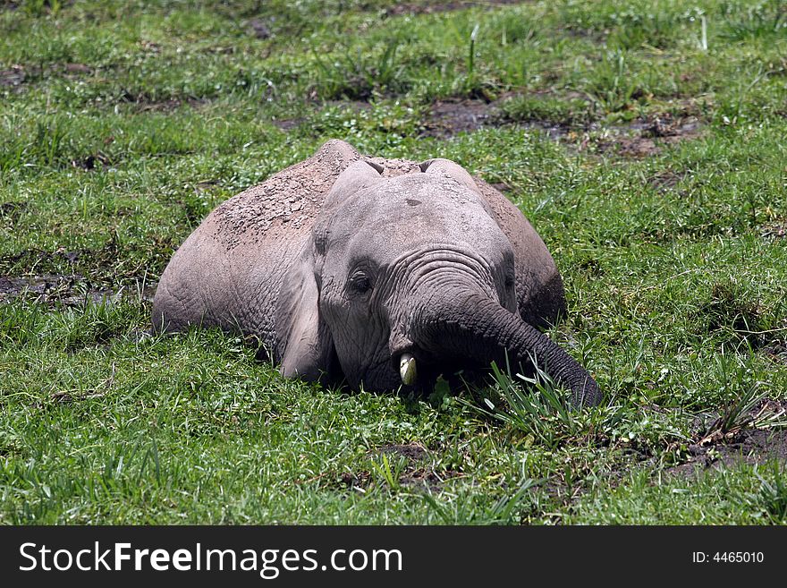 Elephant In Amboseli
