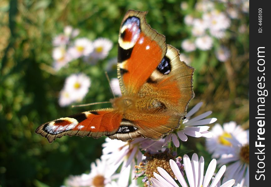 European Peacock butterfly