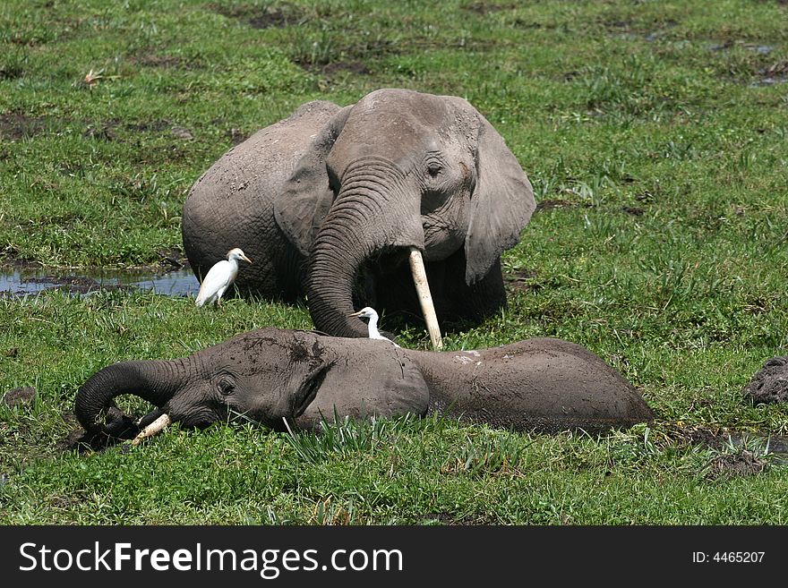 Two elephants in the swamp of the amboseli reserve. Two elephants in the swamp of the amboseli reserve