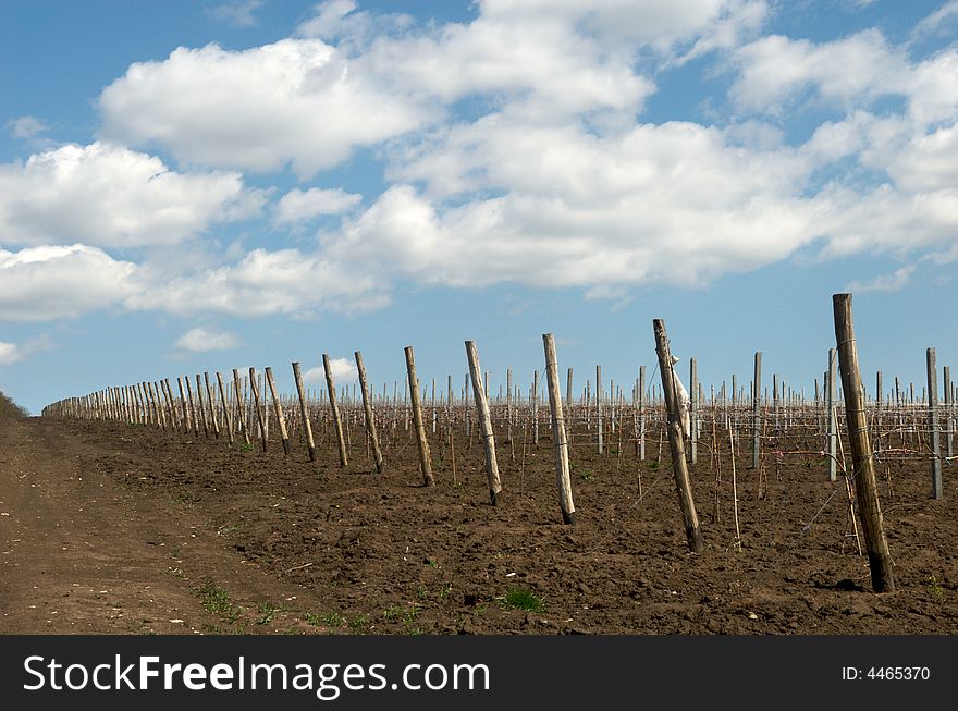 Young Grape Seedling