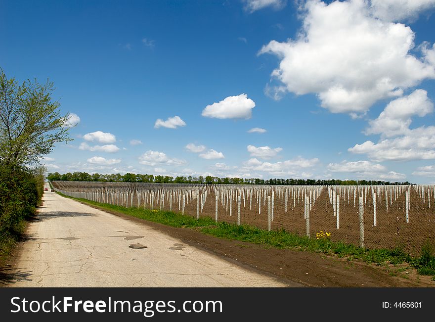 Young grape seedling in spring