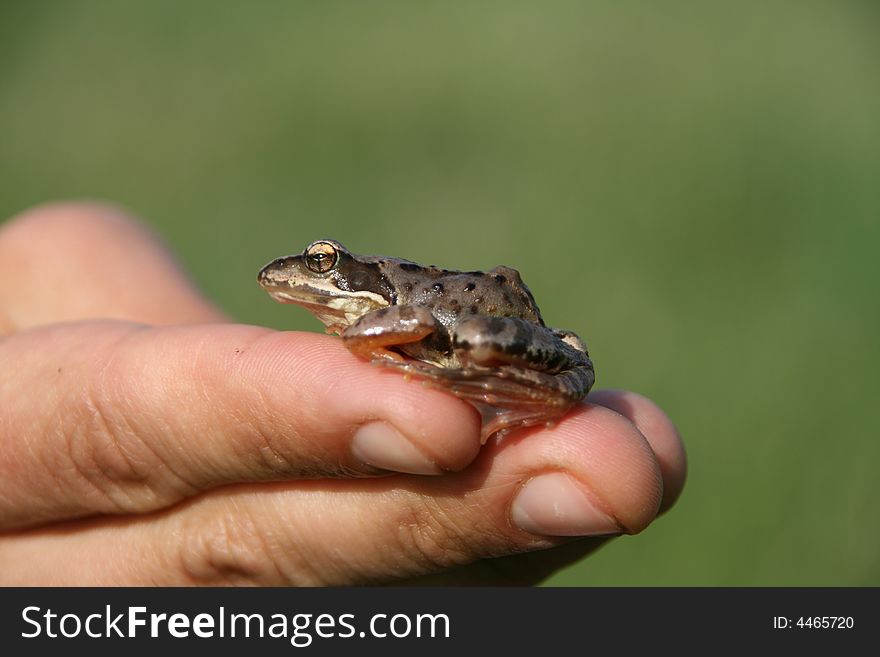 Brown frog on the hand