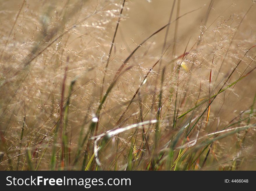 Detailed grassy meadow blowing in the wind