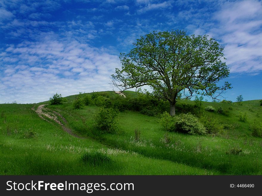 Large Oak tree with blue sky and a trail. A kettle Morain in the middle of summer. Sharp focus over the entire image. Comments welcome. Large Oak tree with blue sky and a trail. A kettle Morain in the middle of summer. Sharp focus over the entire image. Comments welcome.