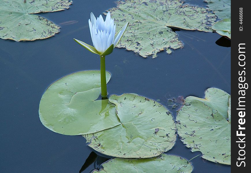 Blue Water Lilly in pond