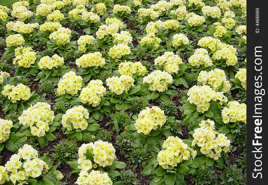 A bed of pretty yellow winter flowers. A bed of pretty yellow winter flowers.