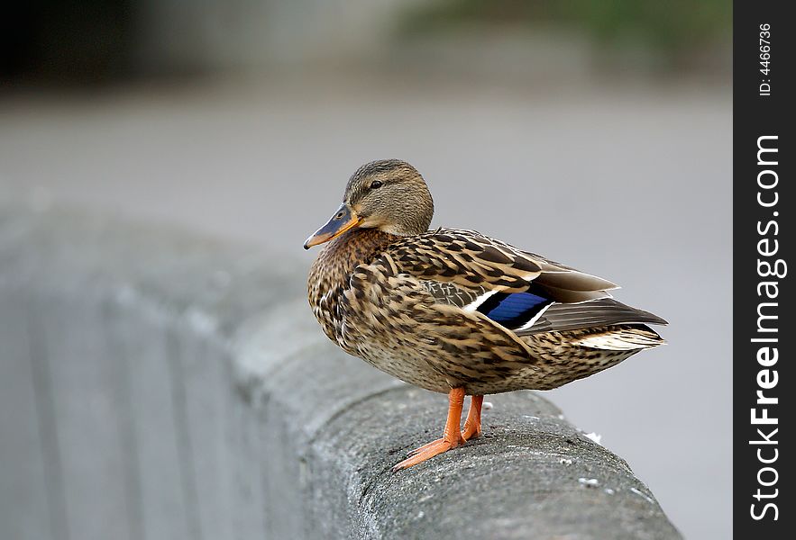 City brown duck sitting and looking