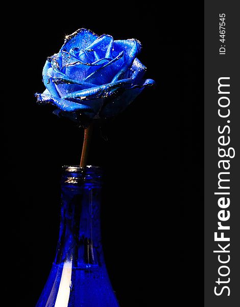 Macro shot of a blue rose in ablue vase. Macro shot of a blue rose in ablue vase