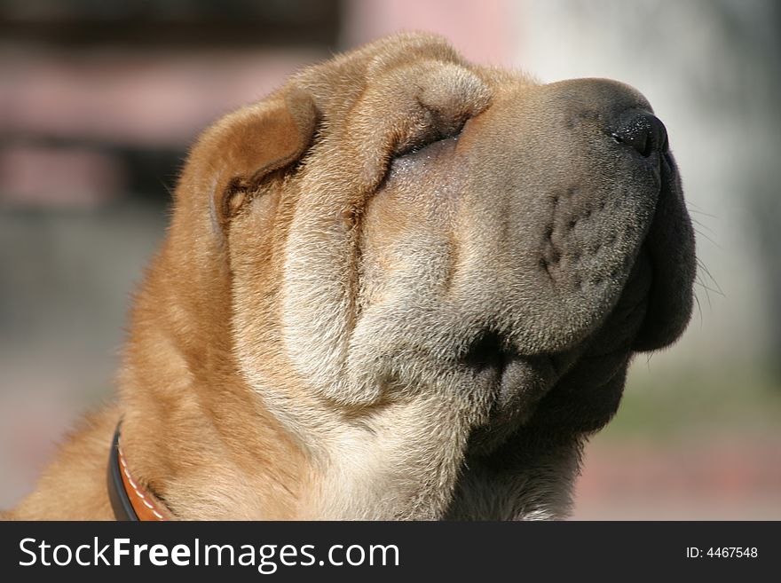 Shar-pei with the blinked eyes