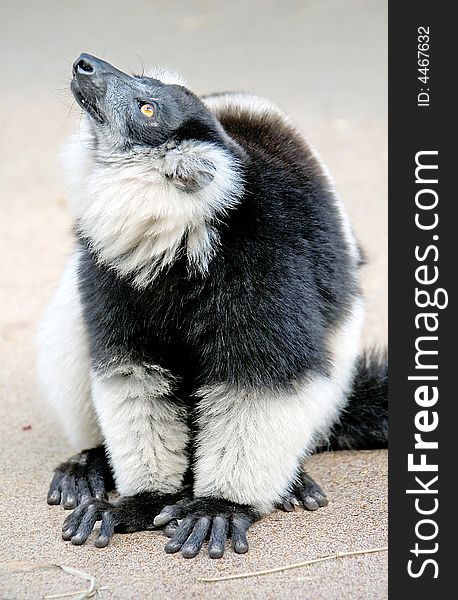 Portrait of white-belted ruffed lemur. Portrait of white-belted ruffed lemur