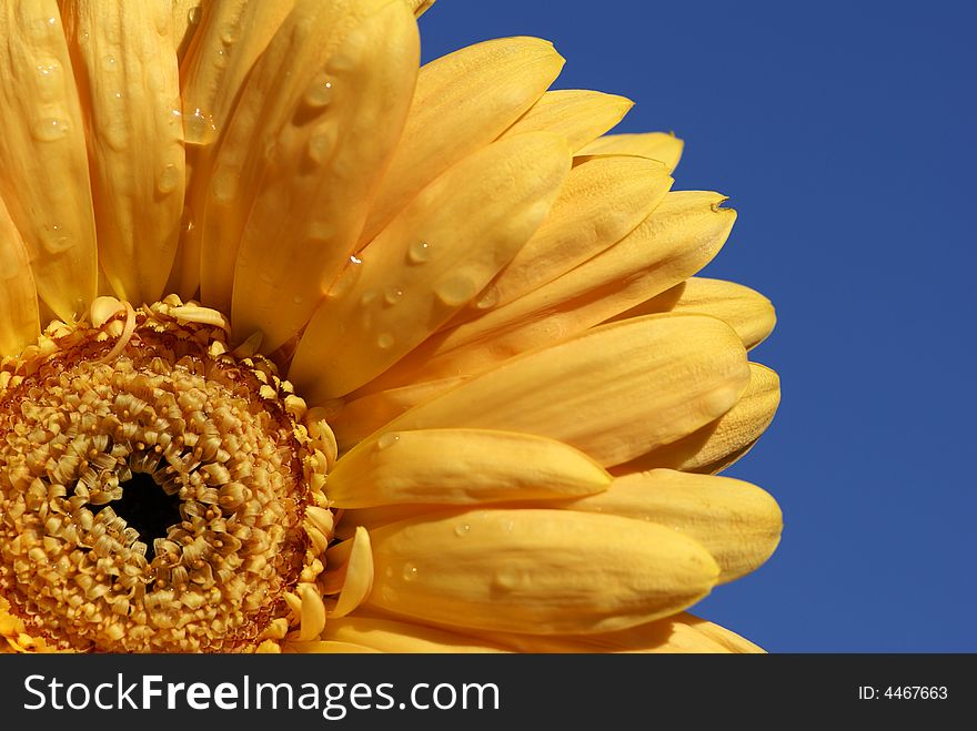 Bright gerbera daisy with droplets on the blue sky background