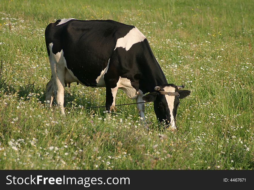 The cow grazed on a meadow. The cow grazed on a meadow