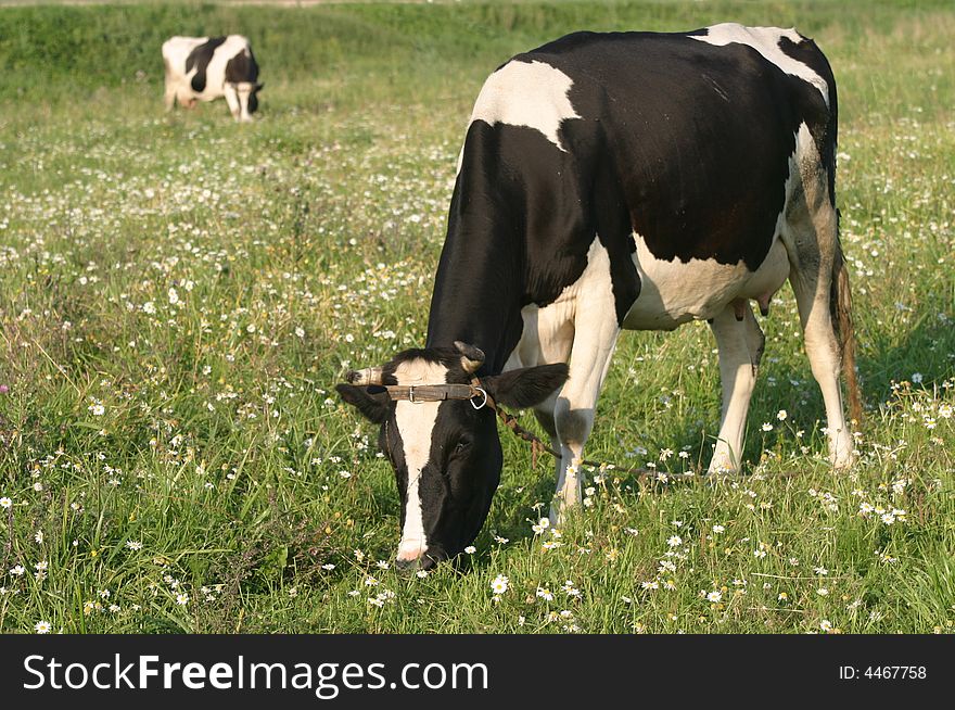 Two cows grazed on a meadow