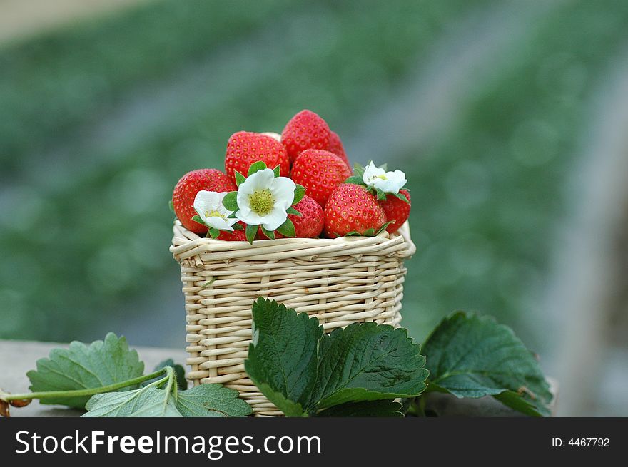 Strawberry in a basket,shot in guangzhou,China. Strawberry in a basket,shot in guangzhou,China