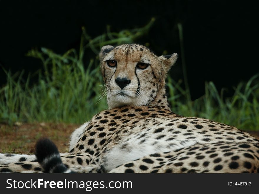 Cheetah is showing teeth and I was barely 2 feet away from the predator, obviously little scared