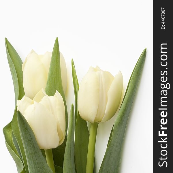 Beautiful Tulips isolated on white. Beautiful Tulips isolated on white