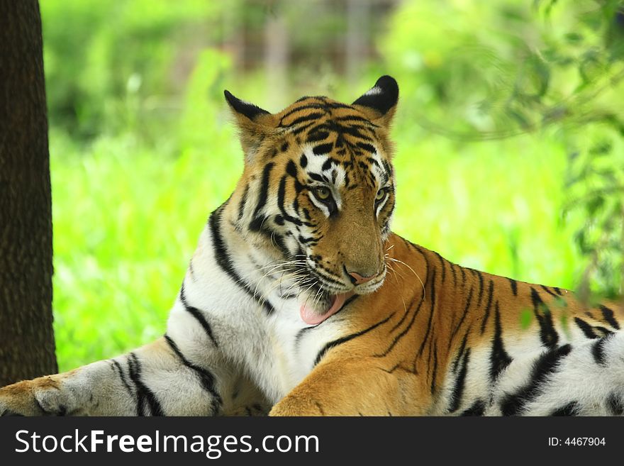 Tiger is licking the lips in the meadow