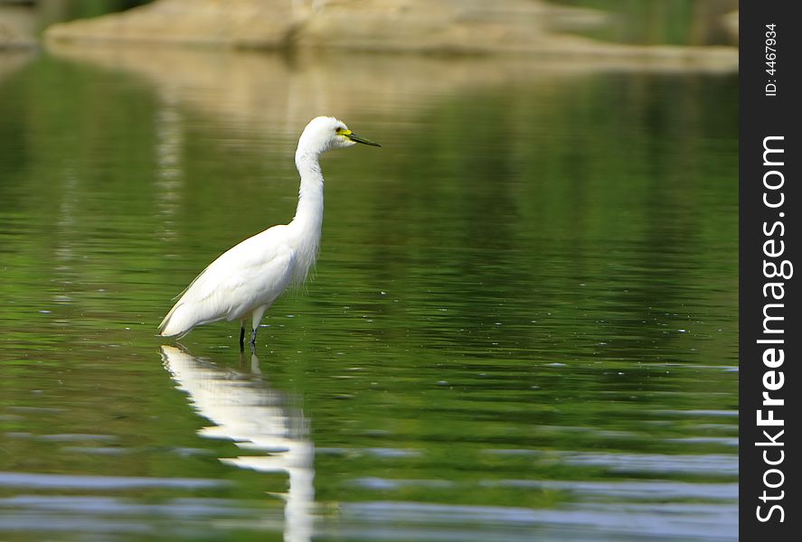 Egret standing on the green water and reflection is also visible