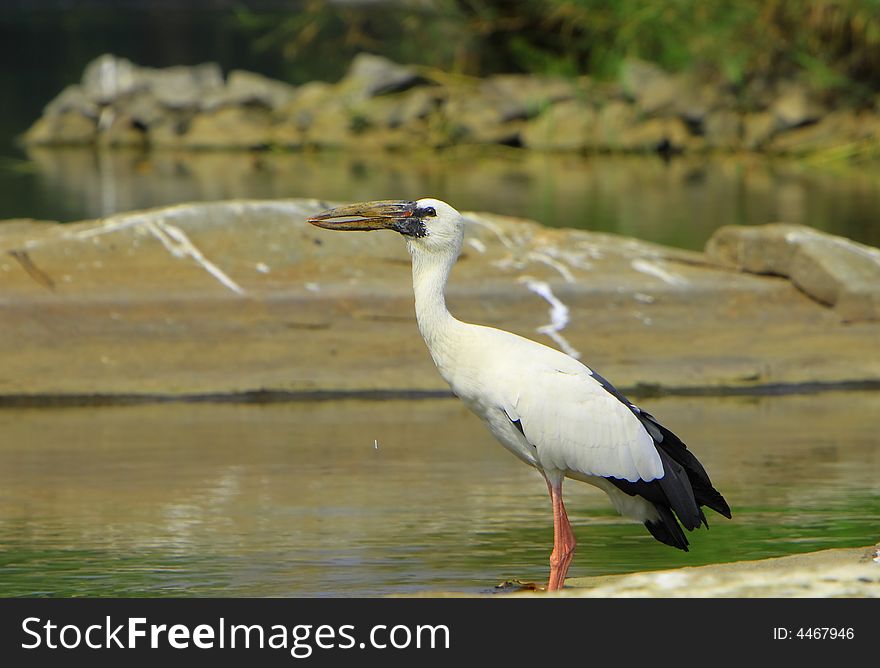 Open bill Stork is strolling around for food