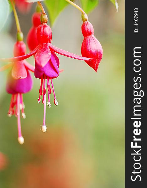 In China, it is called with the name hanging bell begonia or lanterns begonia, maybe it looks like bells hanging up.Do you think so?