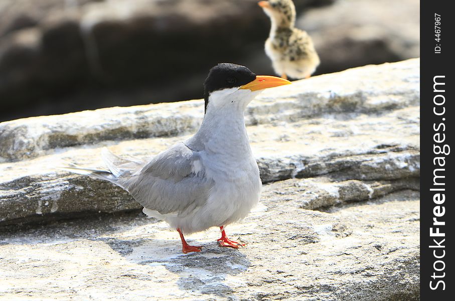 River Tern And Baby
