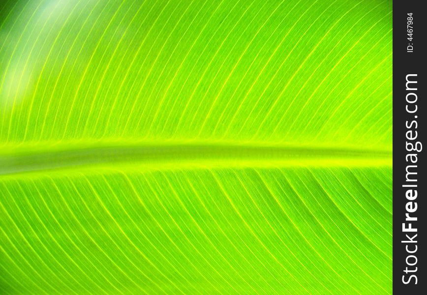 Illuminated banana leaf, bright green with veins showing. Illuminated banana leaf, bright green with veins showing.
