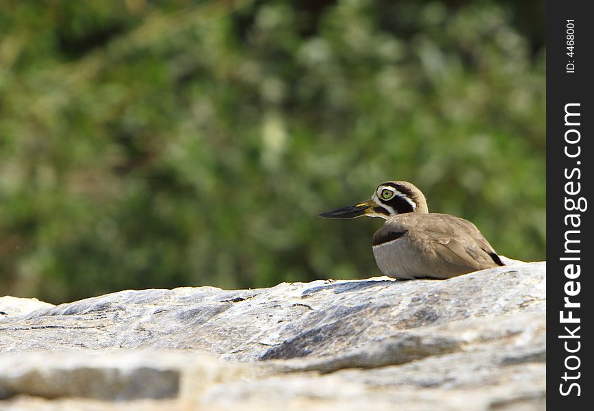 Heron is perching on the stone