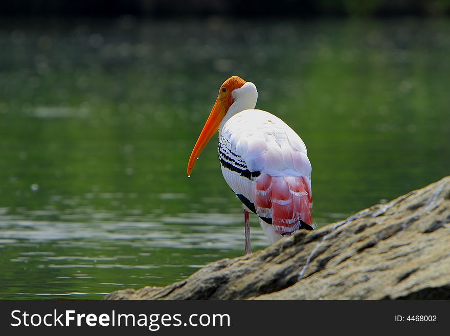 Painted Stork are strolling around for food. In this image it has just took its beak out of the water.