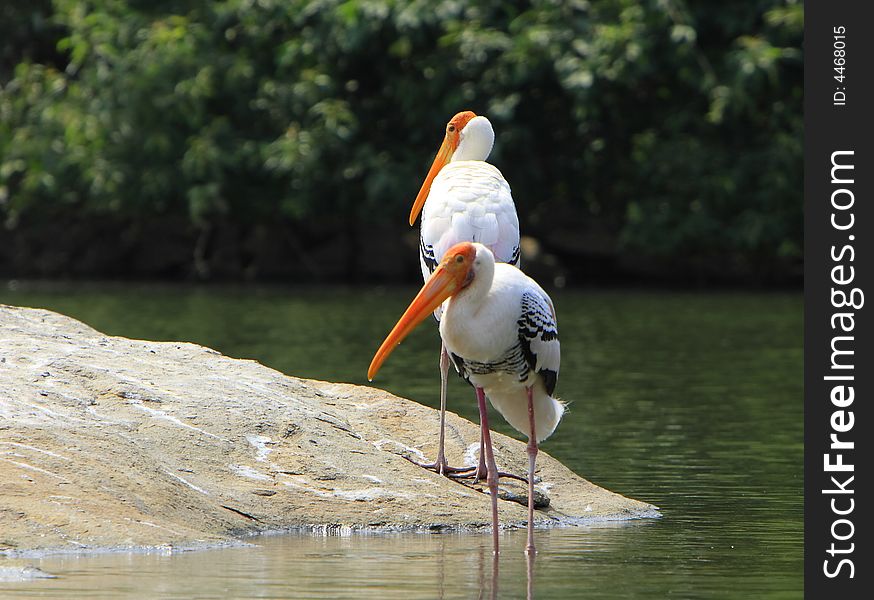 Painted Storks are strolling around for food.